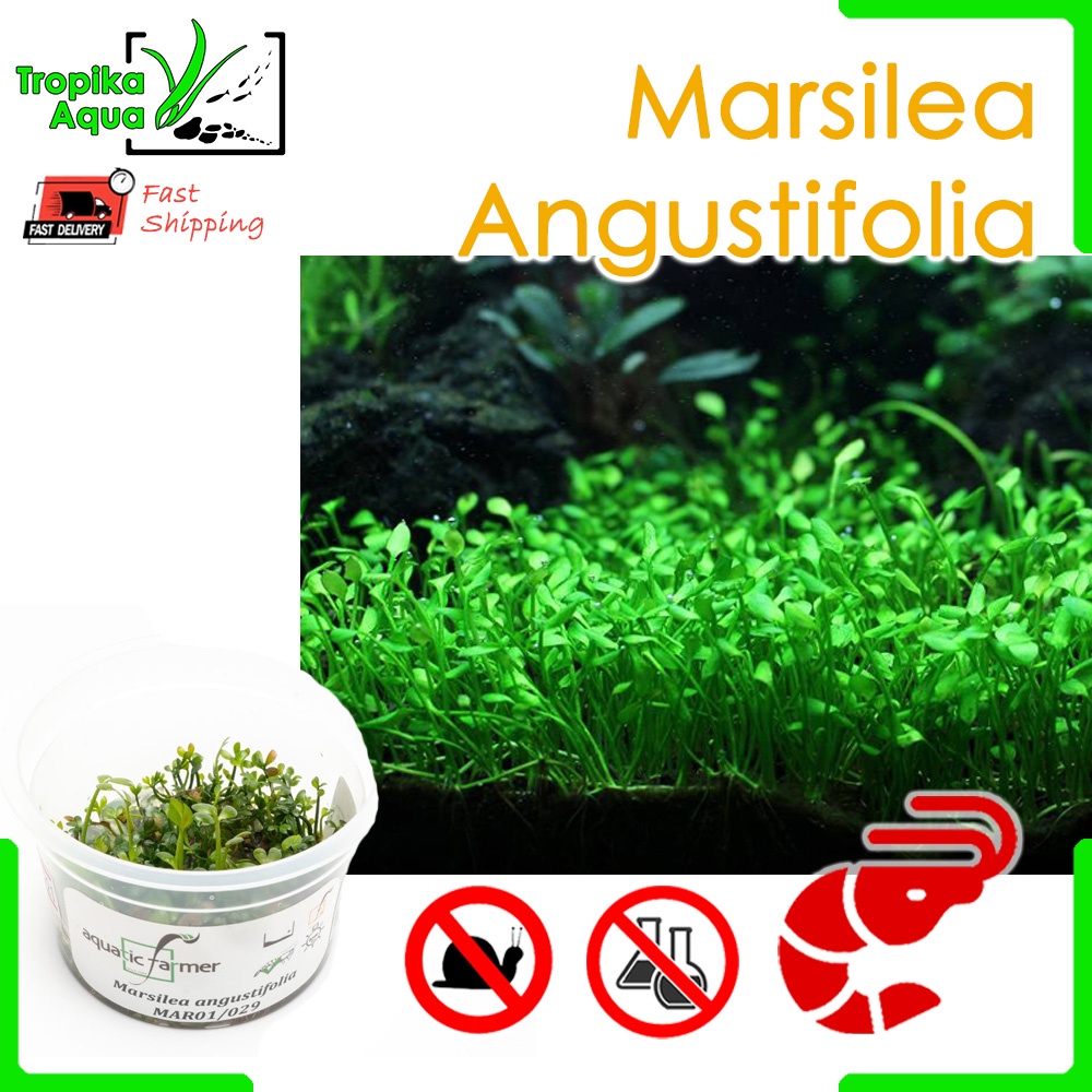 Marsilea Angustifolia - Aquatic Farmer Tissue Culture Fish Tank ...