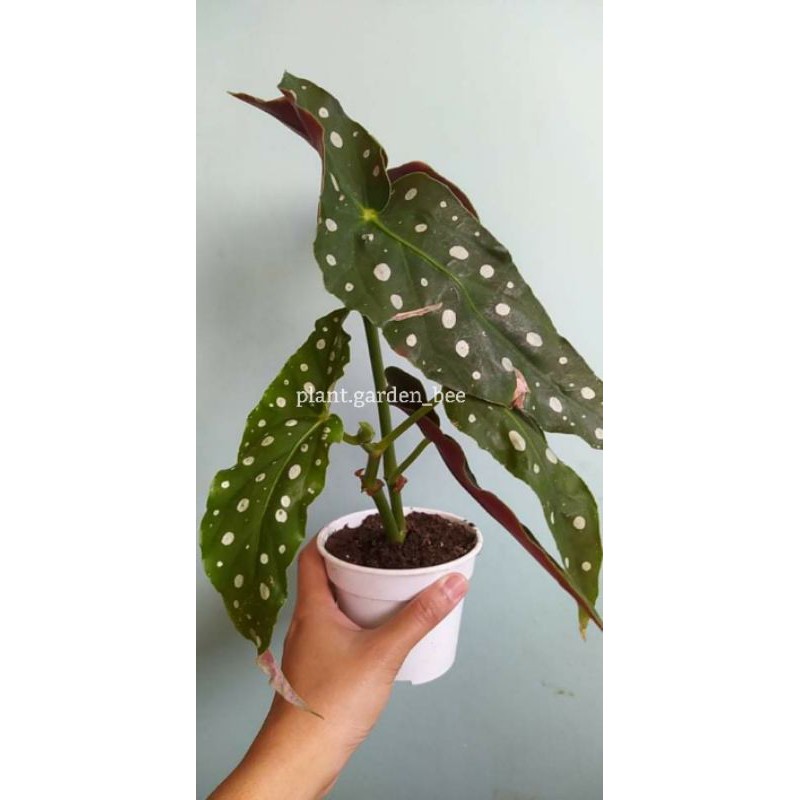 Begonia Maculata Wightii (Planta De Lunares) - Planta De Interior De 35 Cm, Maceta 12 Cm