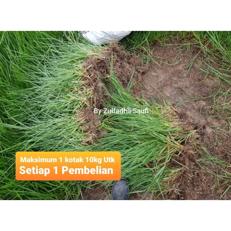 Benih Rumput Minyak 10kg Arnab Kambing Biri2 Lembu Shopee Malaysia