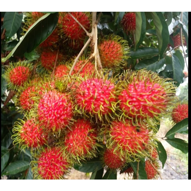 Anak Pokok Rambutan Jarum Mas Hybrid🌱 | Shopee Malaysia
