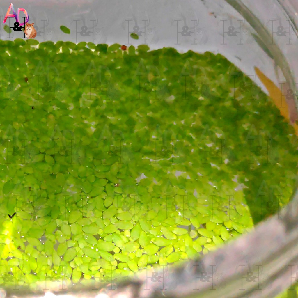 Duckweed | Lemna Minor | Aquarium Indoor /Oudoor Betta Fish | Guppy ...