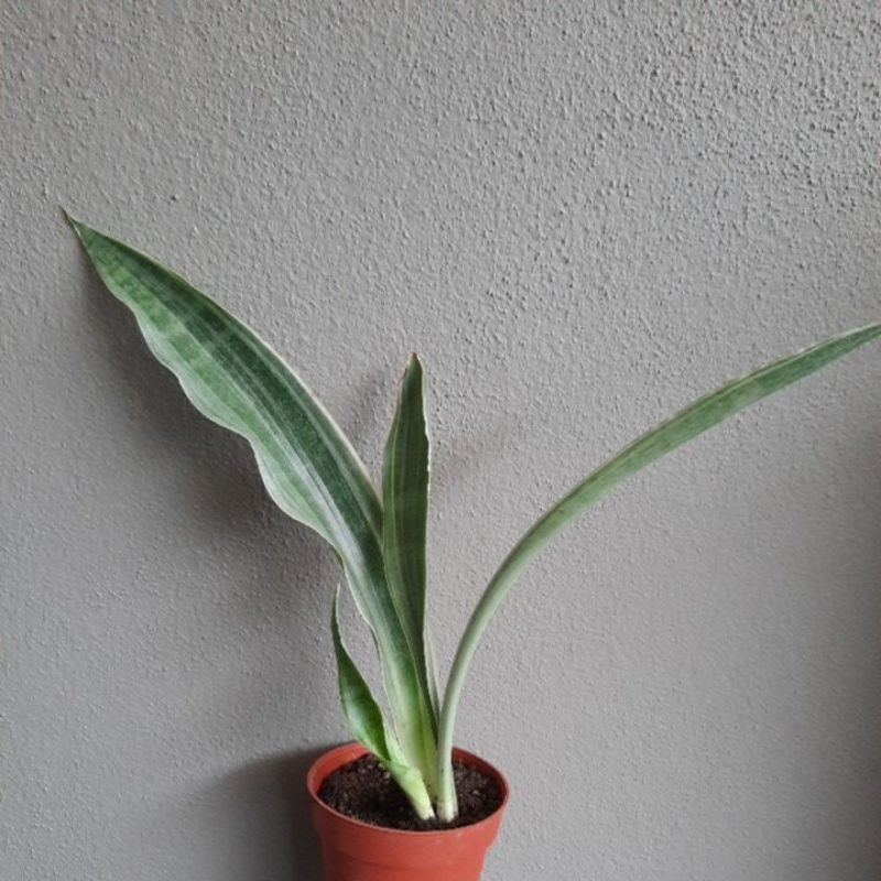 topfpflanze lila blten Kleines Immergrn lila kaufen | Vinca minor atropurpurea