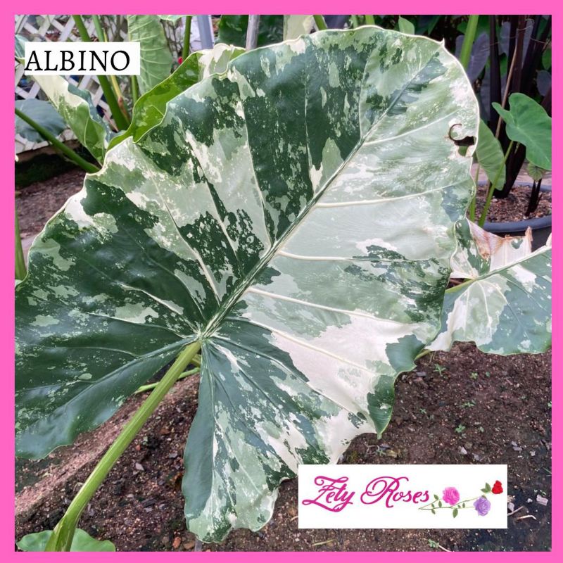 (READY STOCK) KELADI ALBINO ZETY ROSES | Shopee Malaysia