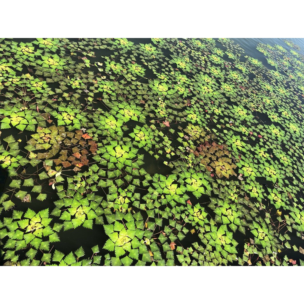 Aquarium Landscape Live Plants (Trapa Natans, also called Water ...