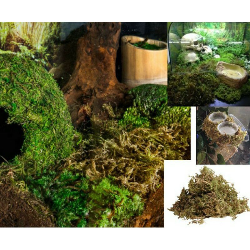 >> natural forest moss bedding terrarium reptile substrate moisture