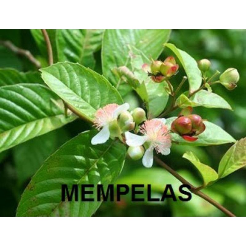 💥Daun /pokok dan akar mempelas ( perubatan tradisional) pengubat batu ...