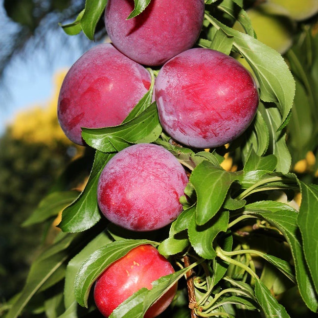Anak Pokok Santa Rosa Plum | Shopee Malaysia