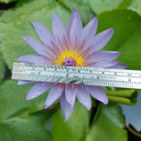 10cm Big Flower Water Lilies Seeds 30pcs 大花睡莲种子30粒 Shopee Malaysia