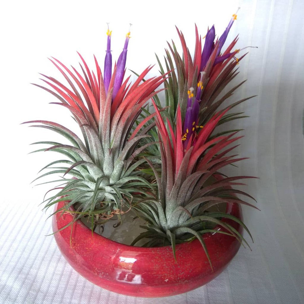 REAL LIVE AIR PLANT TILLANDSIA IONANTHA VR IONANTHA DRUID | Shopee Malaysia