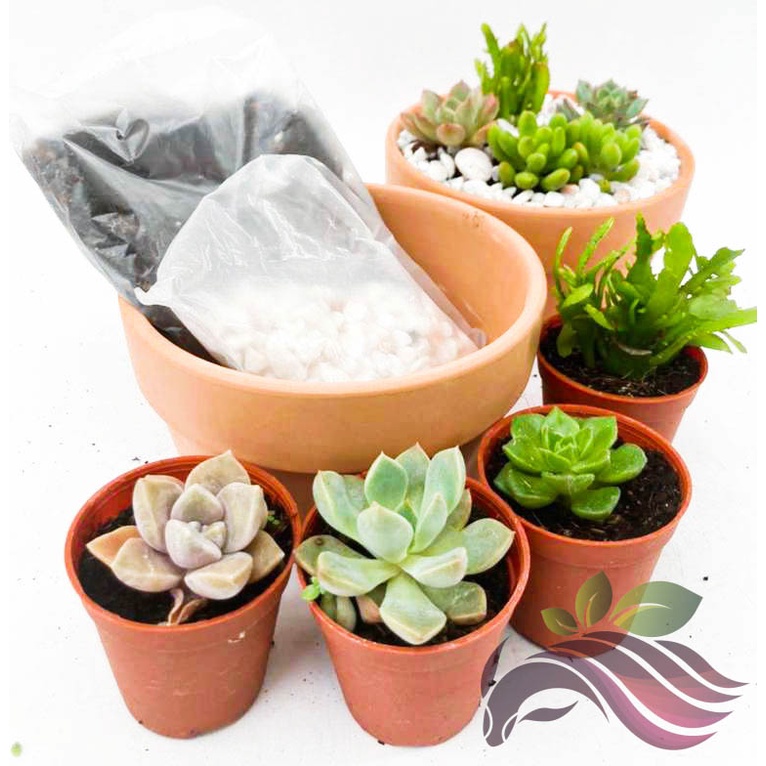 Succulent DIY KIT/ Cactus DIY KIT by LS Group | Shopee Malaysia