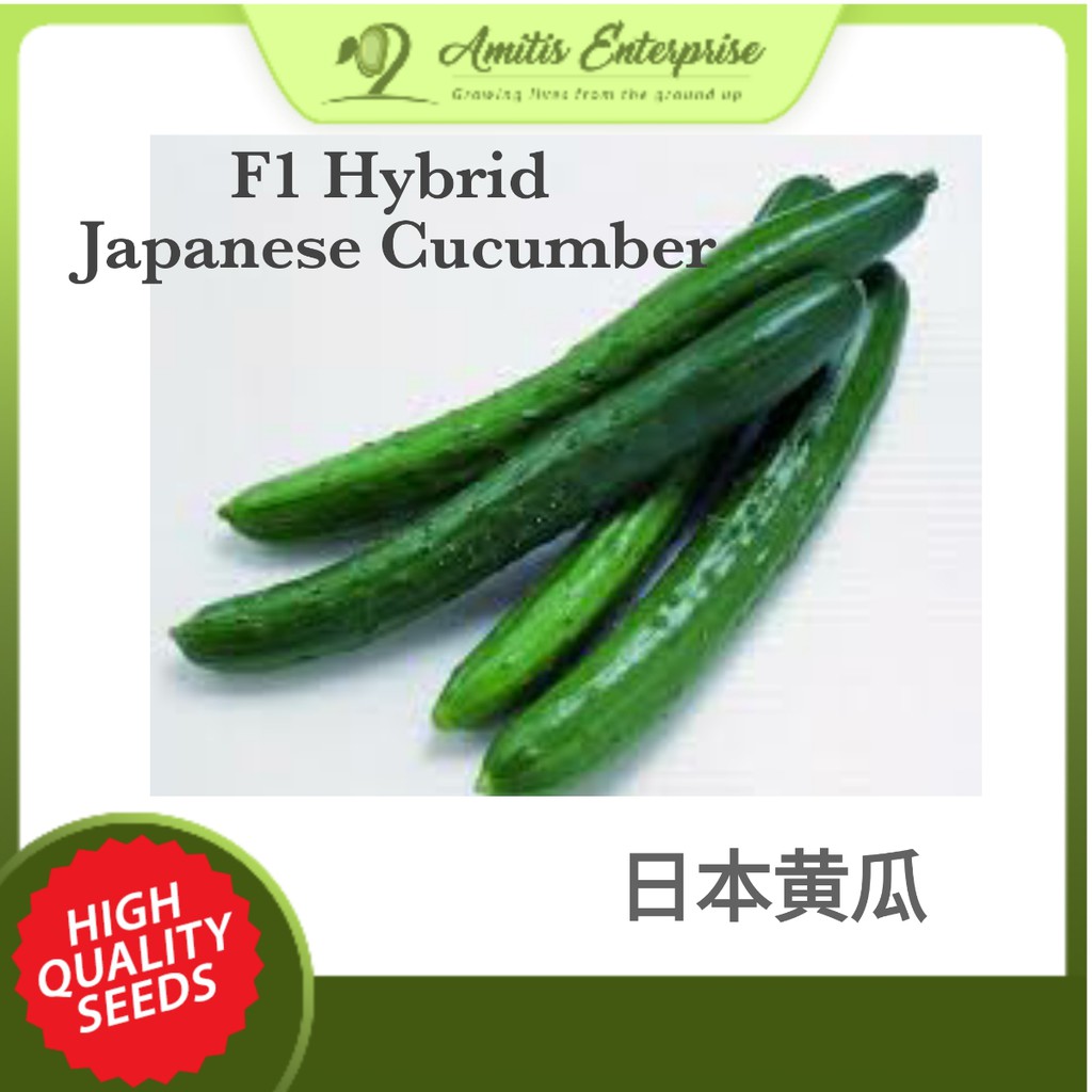 10 seeds of Japanese Cucumber Timun Jepun 日本黄瓜 Imported from Japan ...