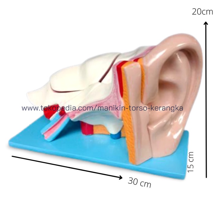 Phantom Mannequin Anatomical Ear Model/ Props/Fiberglass | Shopee Malaysia