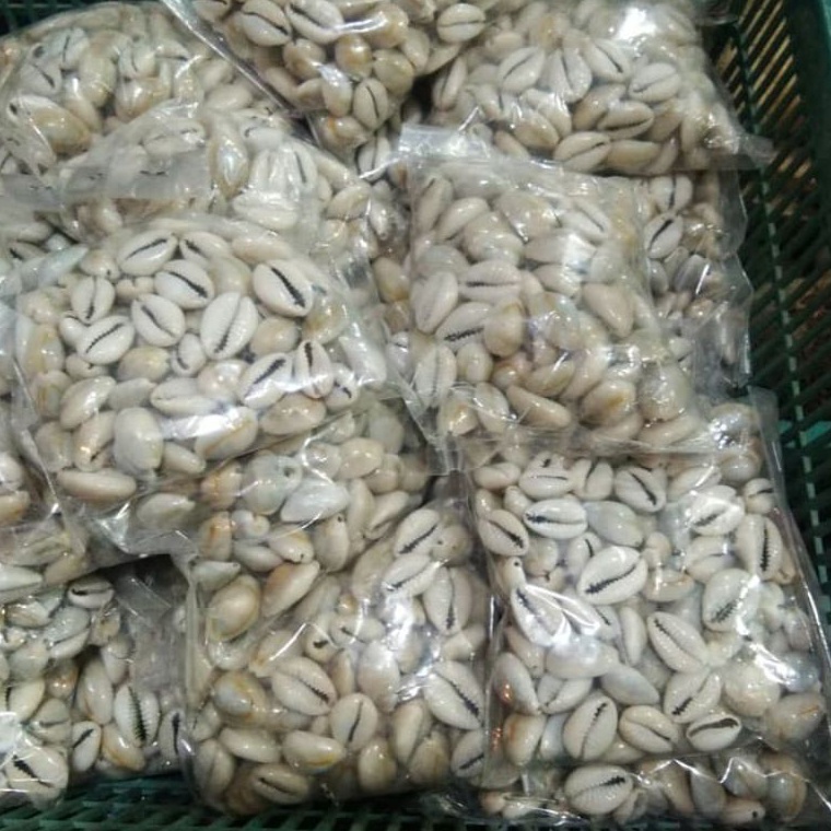 -FuY Congklak Seeds From The Original Shells, 100pcs per Pack Of The ...