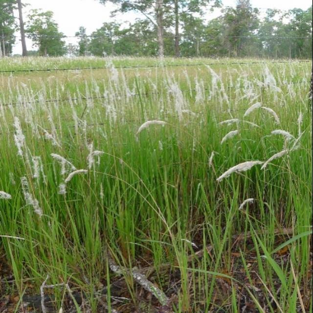 Fresh Herbal Alang Alang Leaf Entrepreneur Seed - 100 Grams | Shopee ...