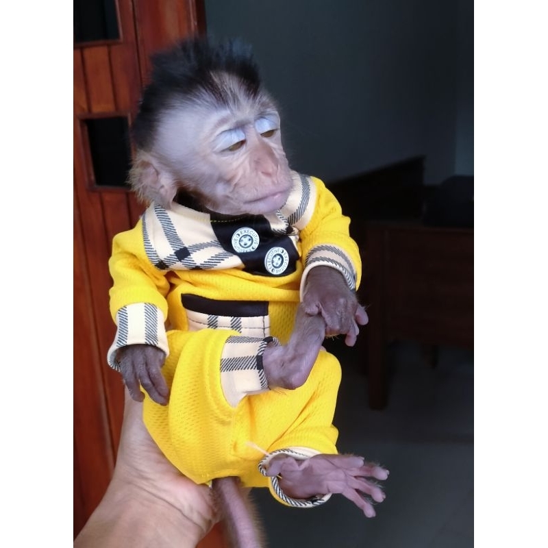 Sturdy monkey | Shopee Malaysia