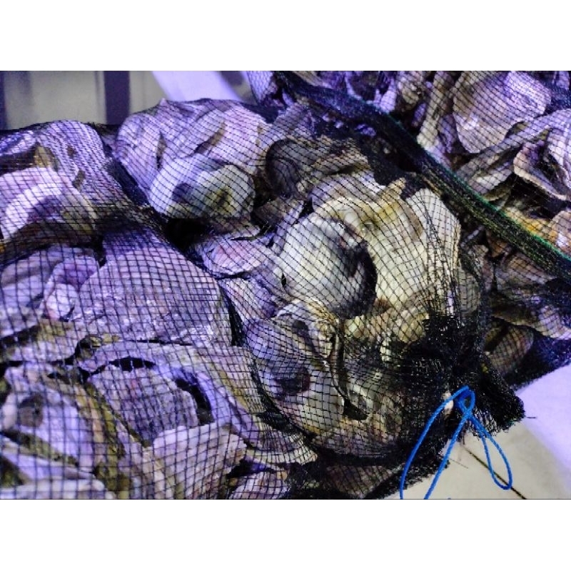 Oyster shell media filter koi pond, oyster 2 kg | Shopee Malaysia