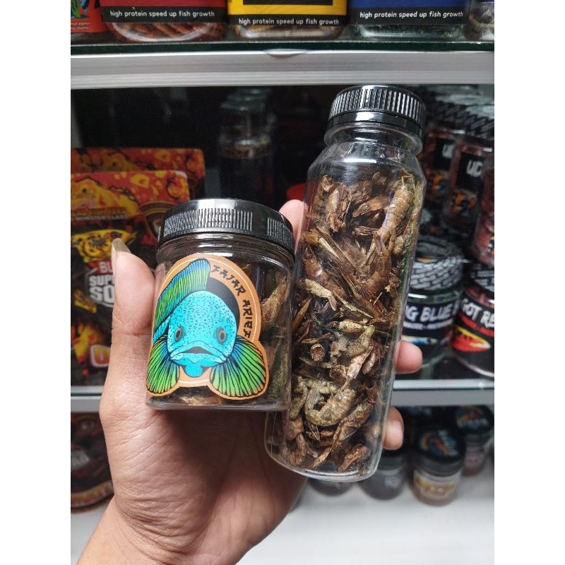 Dawn Of Wisdom Evil Shrimp (Original) | Shopee Malaysia