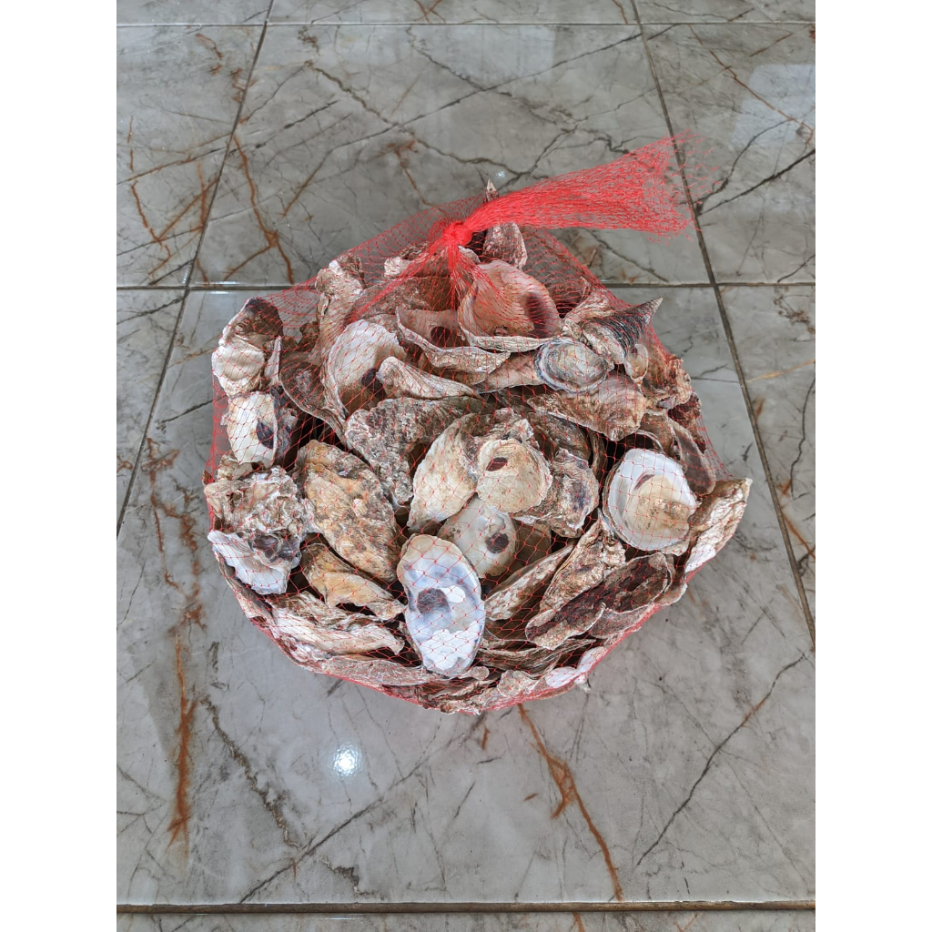 Oyster Shell Shell Fish Pond Filter Media 5 KG | Shopee Malaysia