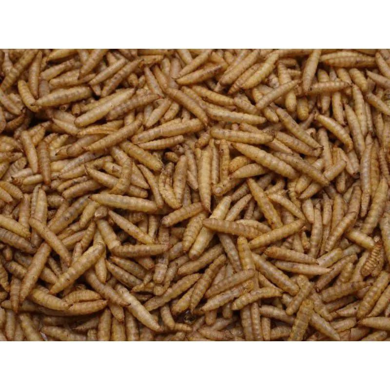 Dry maggot 500gram/maggot 1/2kg/dried maggot/maggot/koi Feed/Predatory