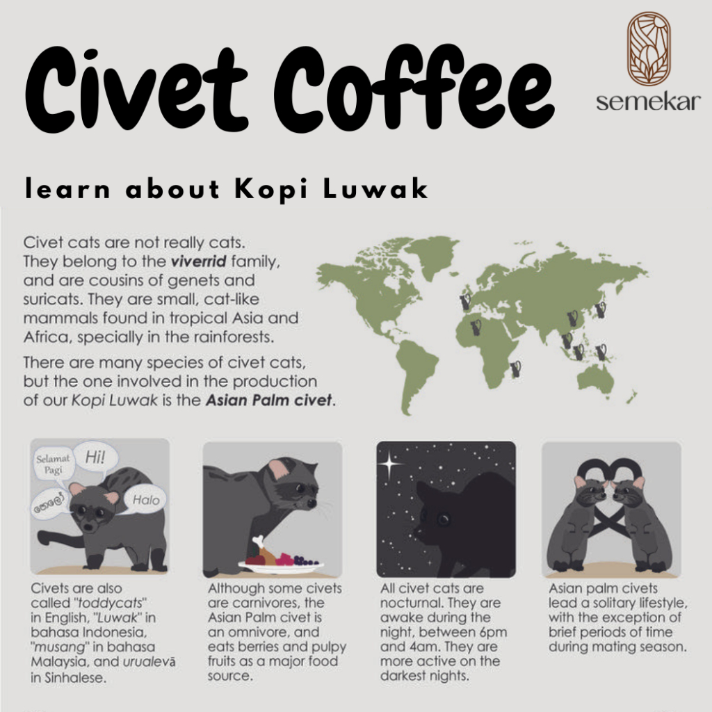 Authentic Kopi Luwak Coffee 100% Arabica SEMEKAR Aceh Gayo, Pure