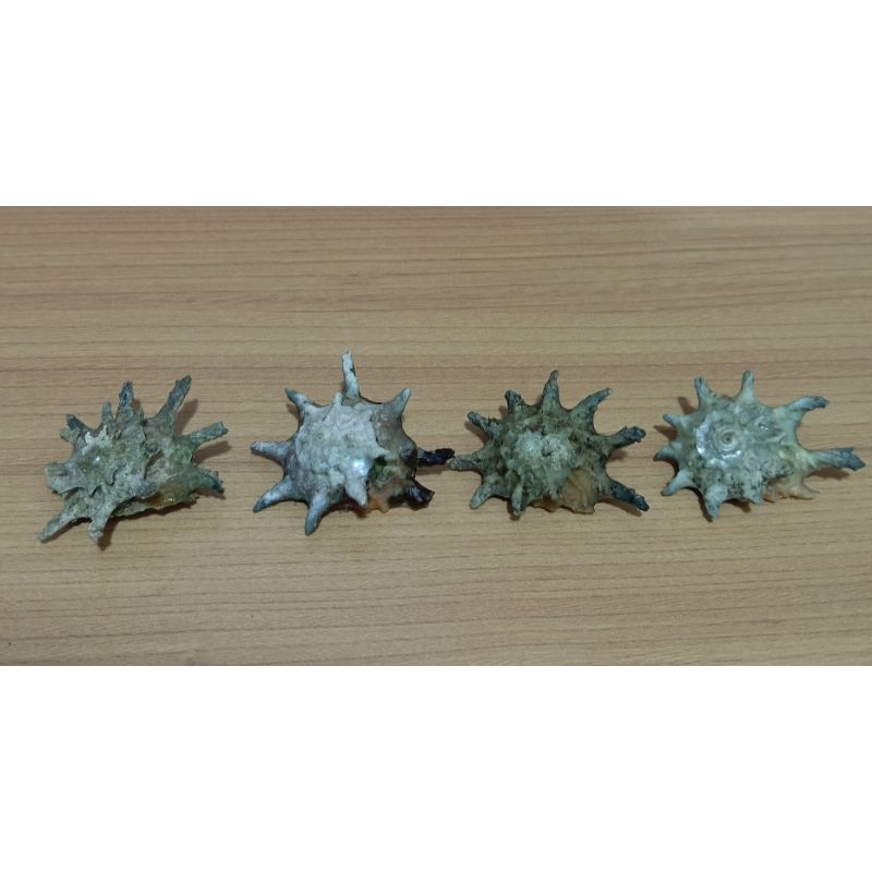 Astrium Calcar clam shells 1 pcs | Shopee Malaysia