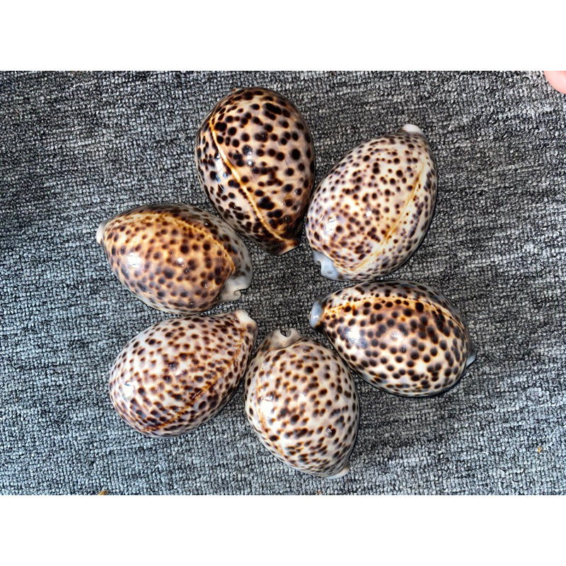 /CYPRAEA TIGRIS KUWUK SHELL UK 10 CM | Shopee Malaysia