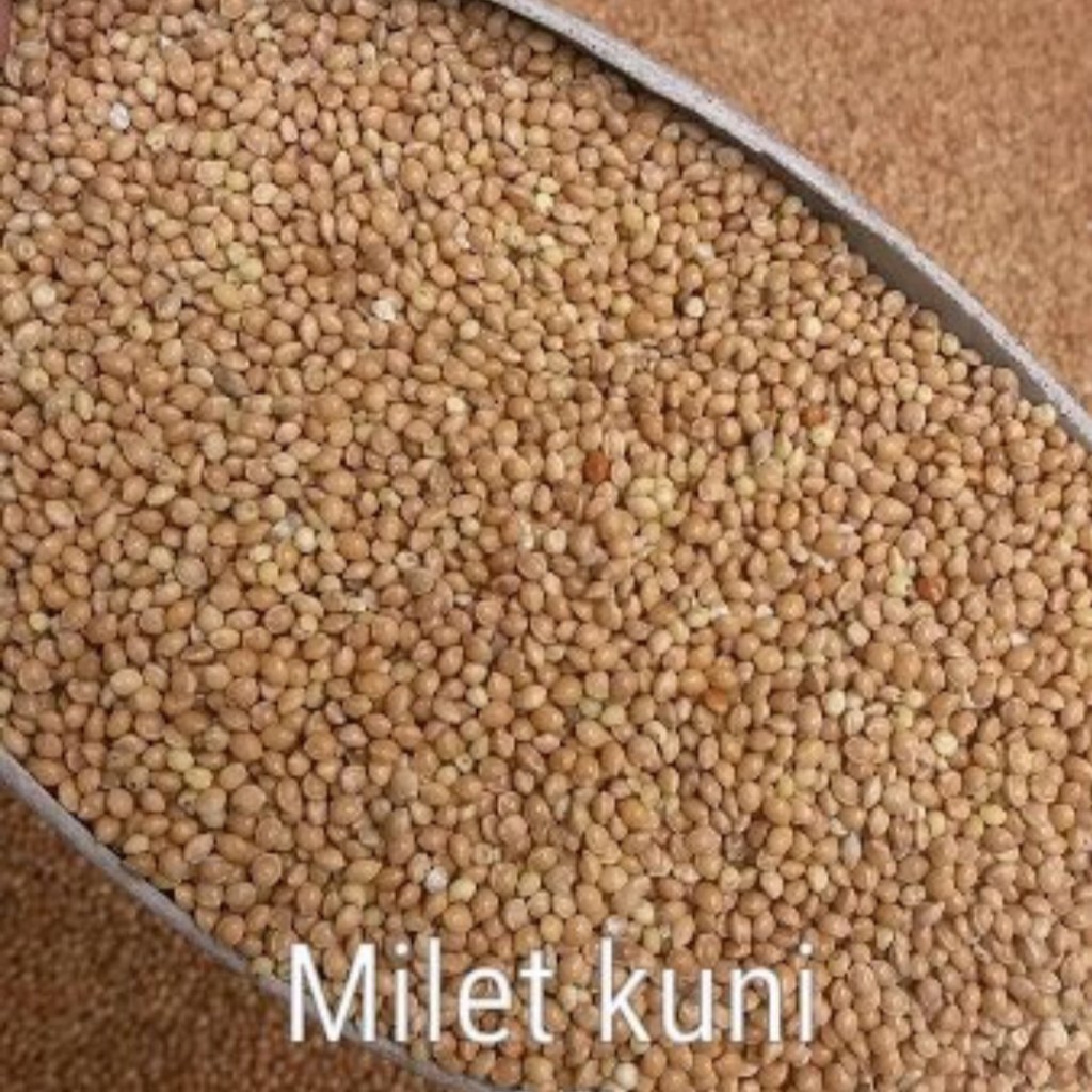 Yellow Milet 1kg Yellow Millet Food Lovebird Falk Walnut Parakeet ...