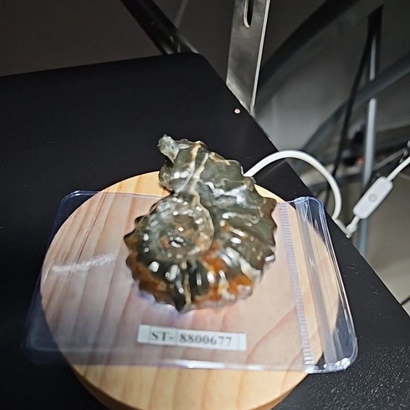 Ammonite Madagascar Rough HQ | Shopee Malaysia