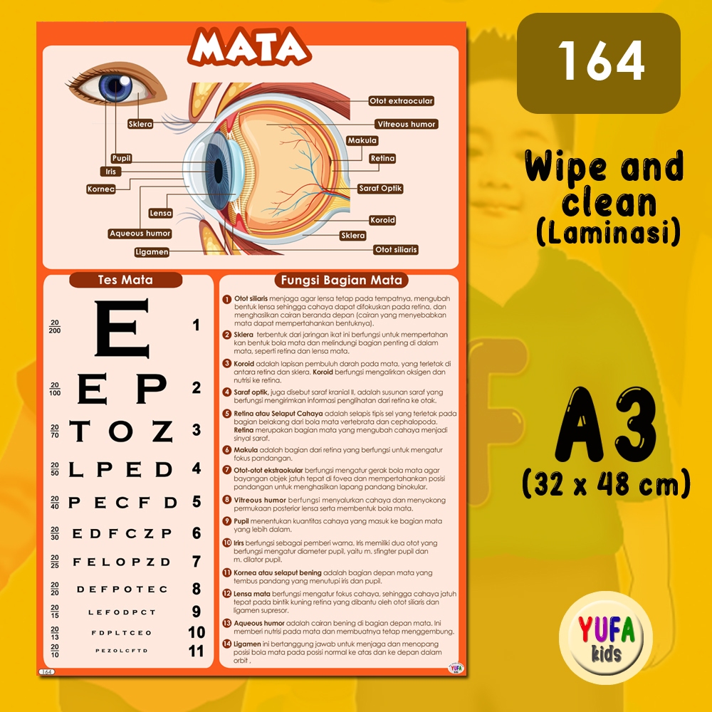 MATA 164 Eye Anatomy poster - Children's Education poster - Children's ...