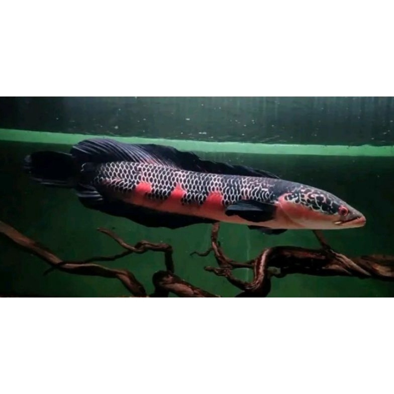 CODE I94S Red barito grade A 816cm | Shopee Malaysia