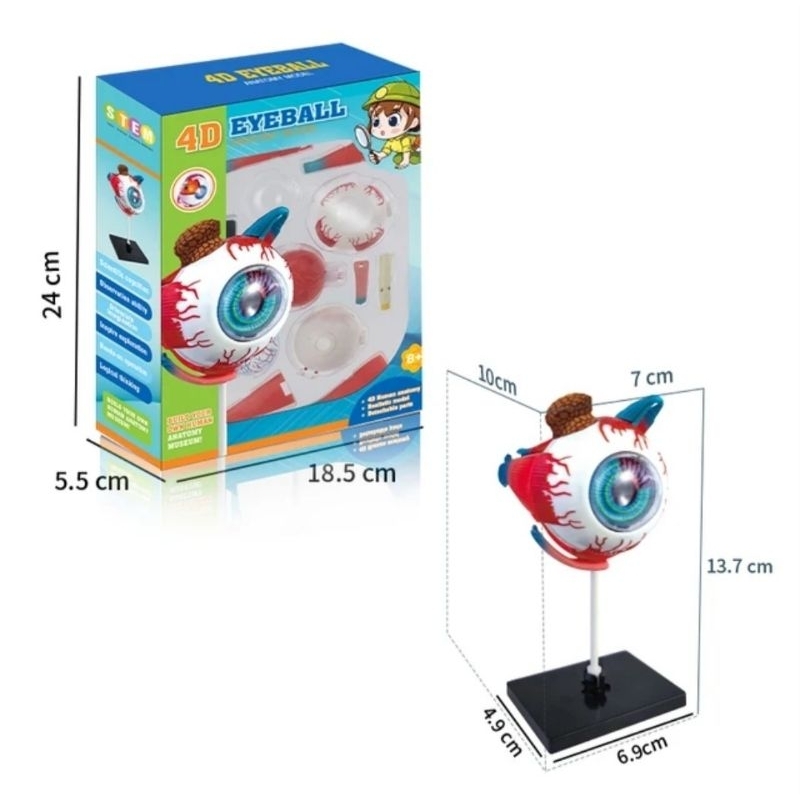 MATA Human body anatomy model Eyeball Eyeball Props science student eye ...
