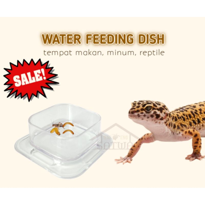 Waterdish FEEDING DISH CALCIUM GECKER DRINK REPTILE SMALL INSECTS ...