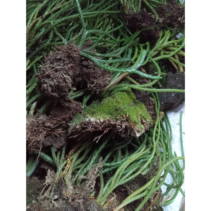 MONKEY TAIL DENDROBIUM ORCHID (SAPHATU ROPE) | Shopee Malaysia