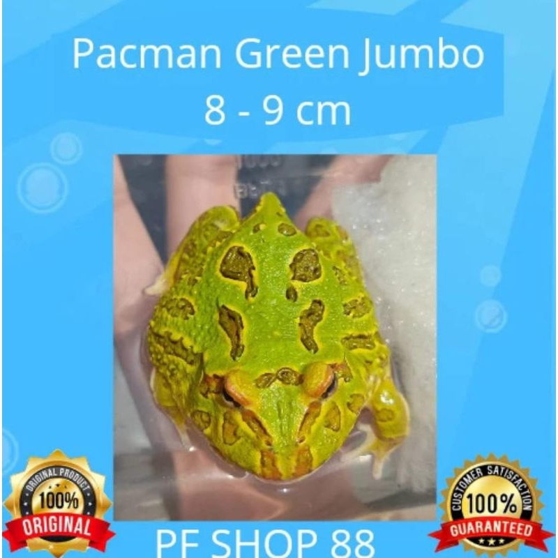 Pacman Frog Green Jumbo 8 - 9 cm Jawdrop | Shopee Malaysia