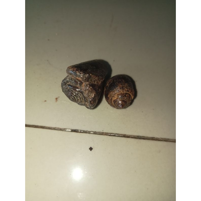 Buntat snail stone | Shopee Malaysia