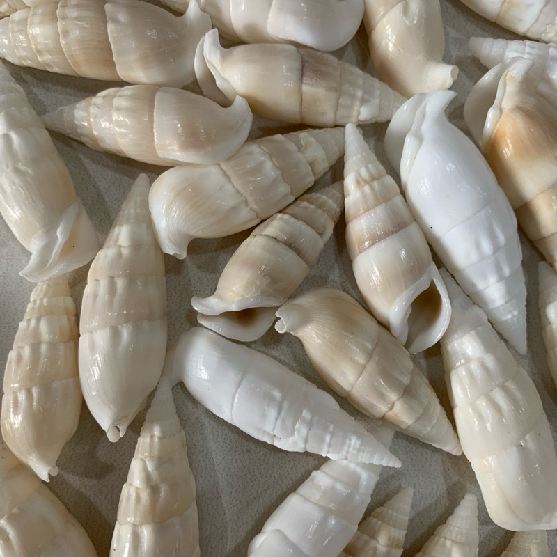 (1kg) Bird Shells Collage Shells Craft Materials | Shopee Malaysia