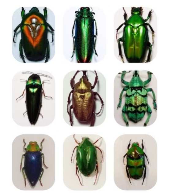 Original dry insect resistance collection | Shopee Malaysia