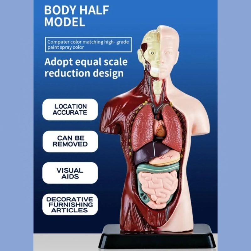 Human Body Anatomy Torso Mannequin Props Human Body Medical Medical ...