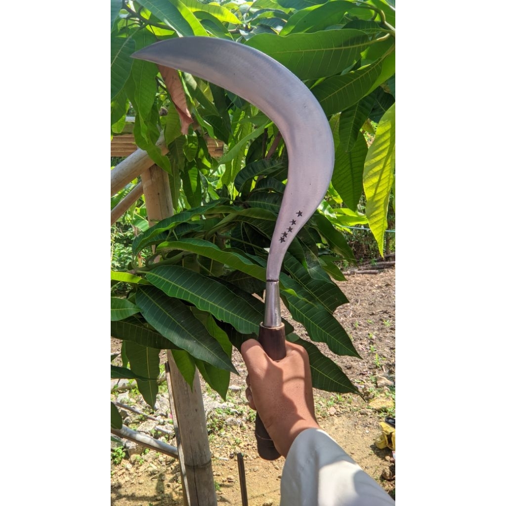 Original 5-star ngarit tool, super Madura product | Shopee Malaysia