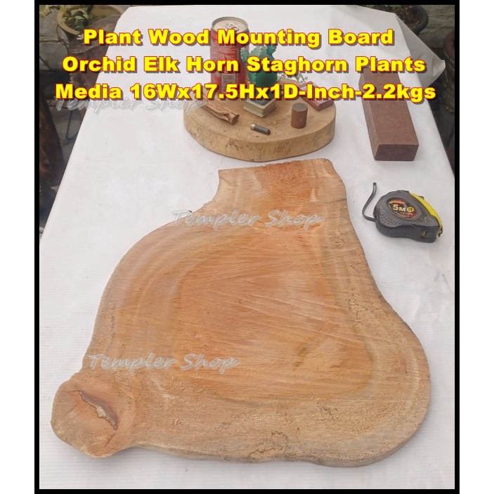 Plant Wood Mounting Board Orchid Elk Horn Staghorn Odd Shape Slice