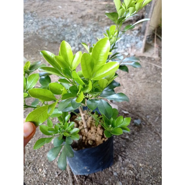 Anak Pokok Telur Belangkas I Chinese Perfume Tree I Aglaia Odorata ...