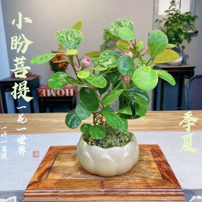 盆栽・水石用 卓 台座 廣秀作 盆栽 水石 小卓 盆栽台 花台 飾台