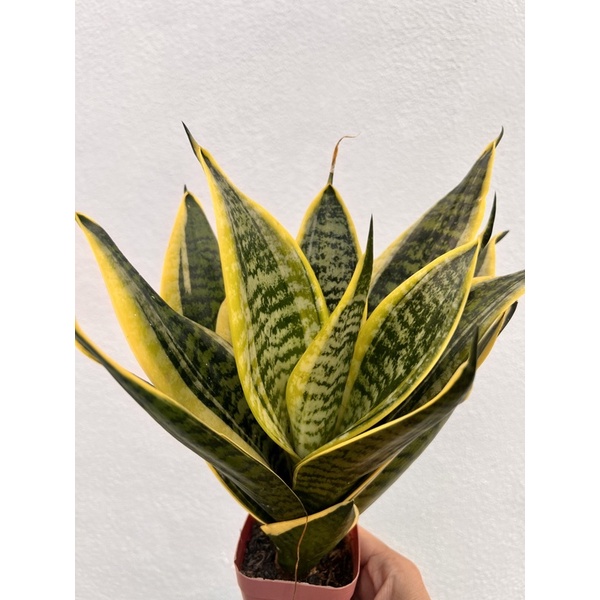 XXXL available- 3-4 ft tall 3 gal -Sansevieria trifasciata Green - Bowstring Hemp, Snake Plant, Mother-In-Law's Tongue