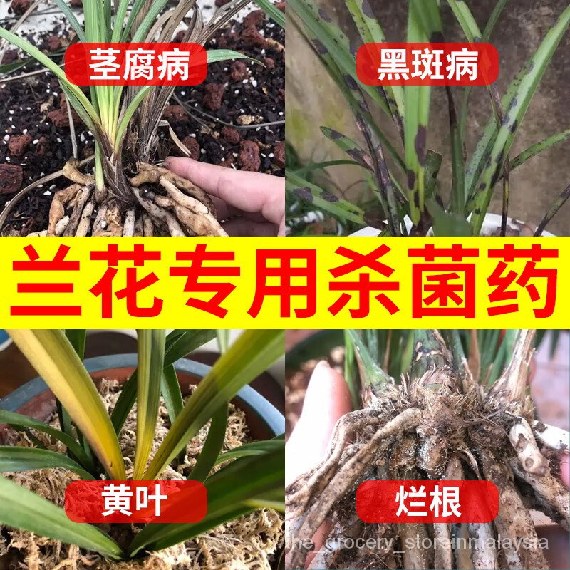 Hymexazol Fungicide Orchid Soil Disinfection Succulent Rot Root Black