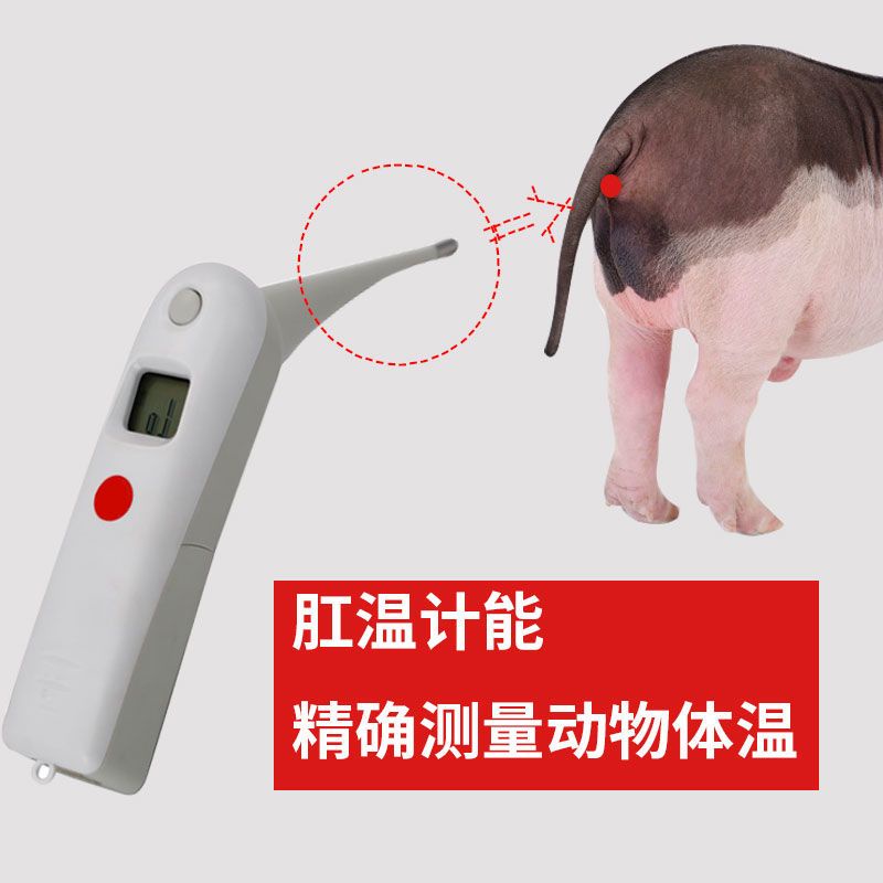 Electronic thermometer for cattle, animals, cows, sheep, pigs, pets