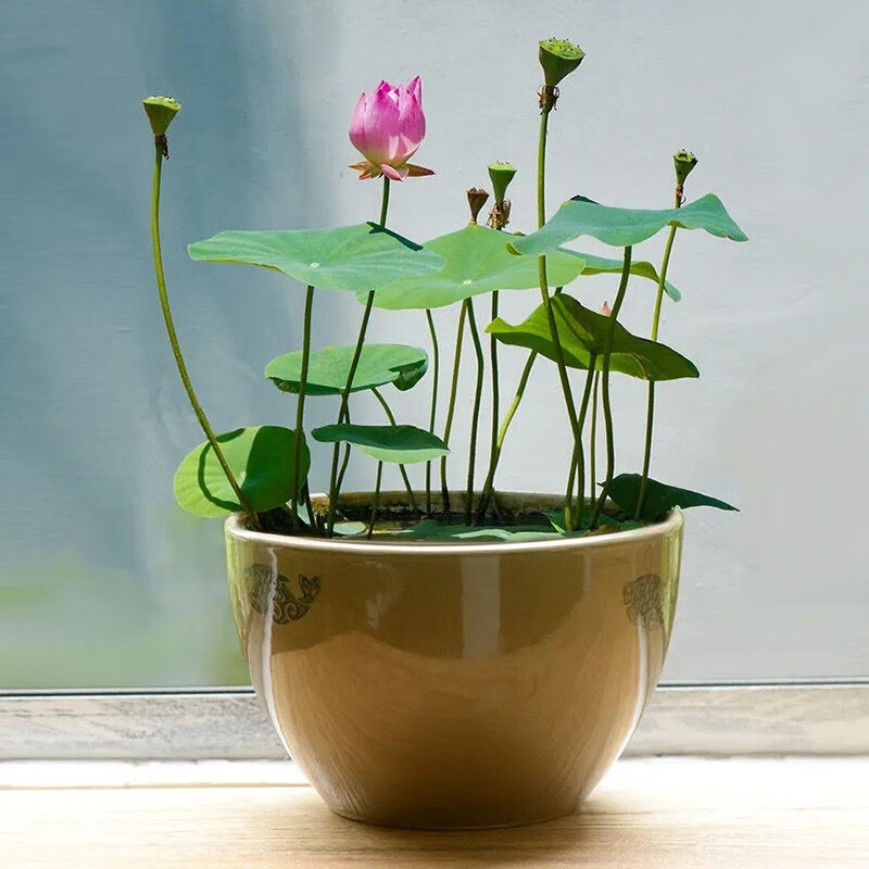 Angjing Bowl Lotus Seed Set Lotus Pot Hydroponic Plant Mini Sleeping ...