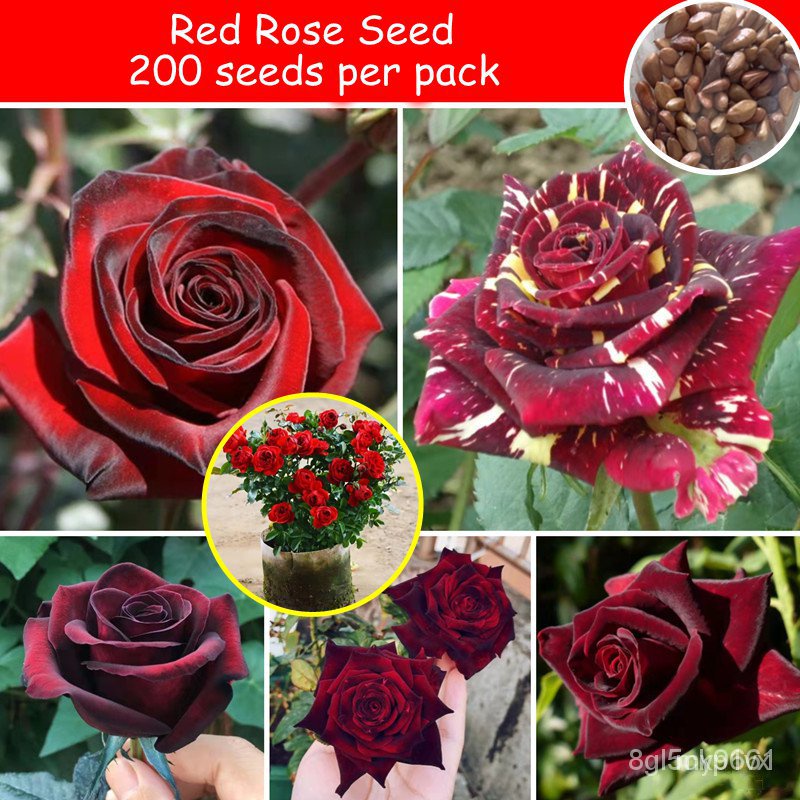 红玫瑰Red Rose Flowers Seeds for Planting Romantic Flower Plants for Sale