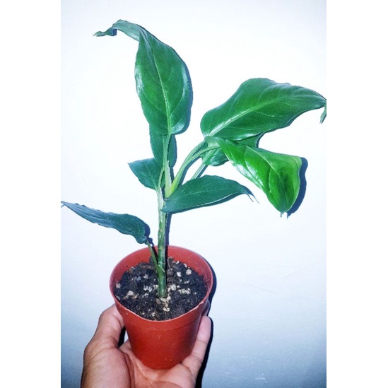 Anak Pokok Aglaonema Simplex aka Malayan Sword (Terrarium Plant ...
