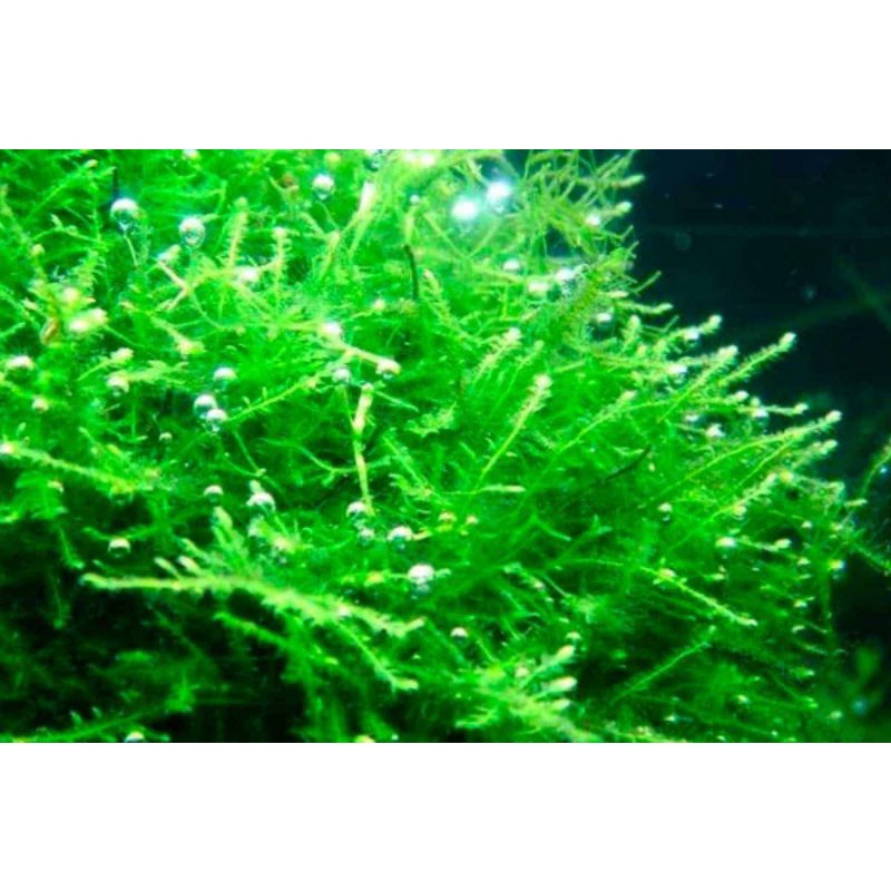 JAVA MOSS Fully Submerged (Aquascape/Aquarium/Moss/Shrimp/Fish/Vivarium/ Shopee Malaysia