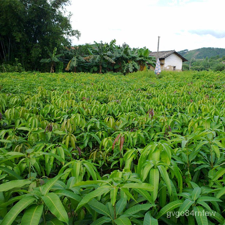 Mangifera indica linn Fruit Sapling Grafting Mango Seedlings with Soil and Leaves Container